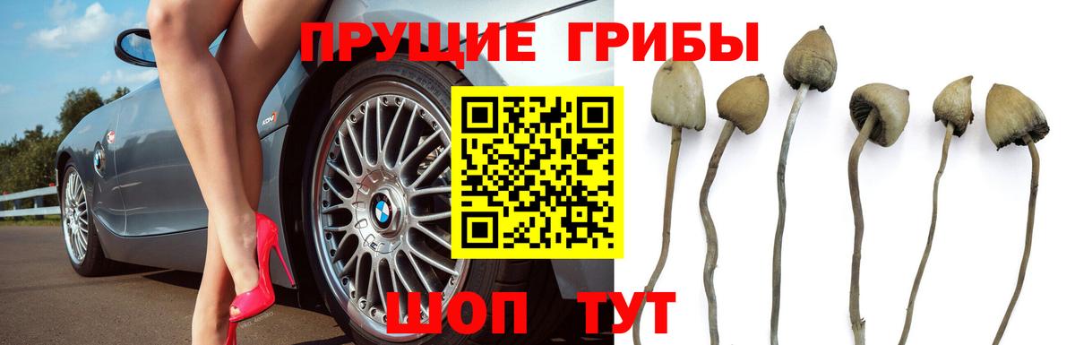 Псилоцибиновые грибы Cubensis Жуковский